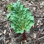 Rheum rhaponticum