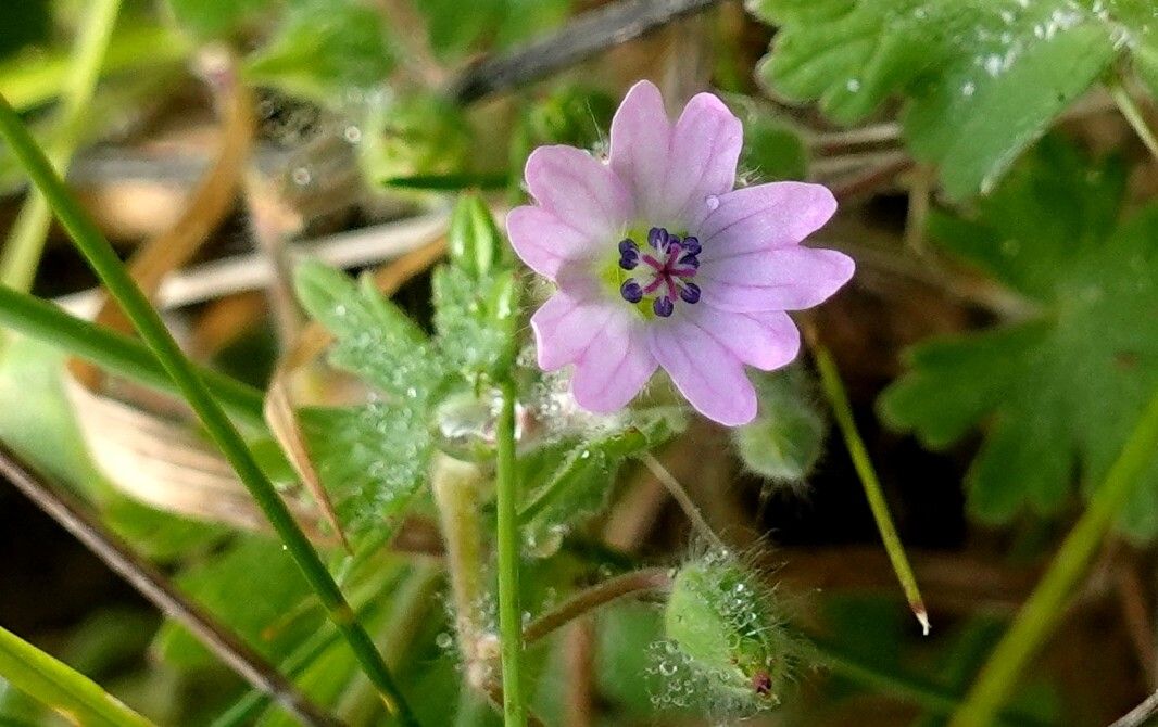 Geranium molle flower