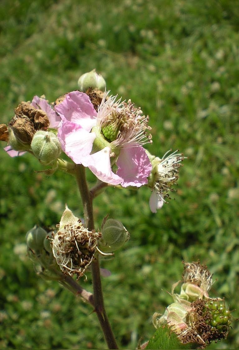 Rubus nemophilus flower