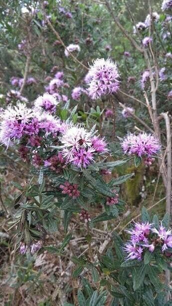 Rhododendron pubescens flower