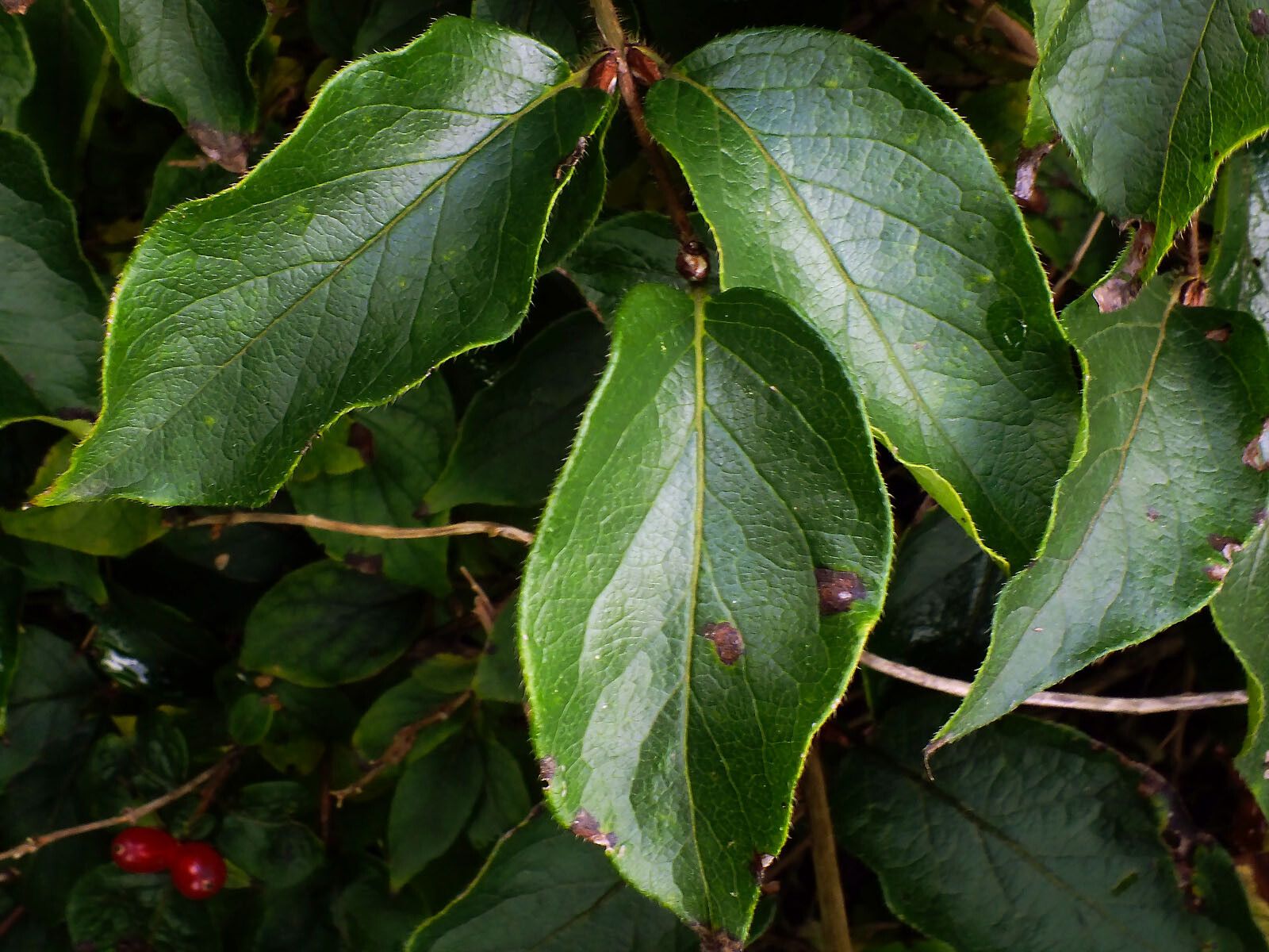 Lonicera hirsuta — search result for 'Lonicera'