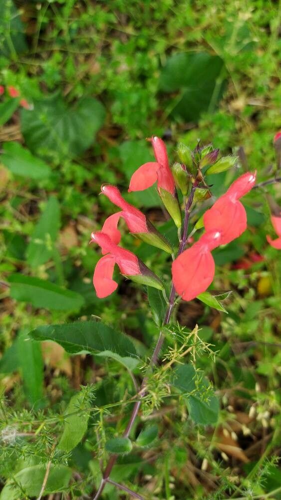 Salvia blepharophylla flower