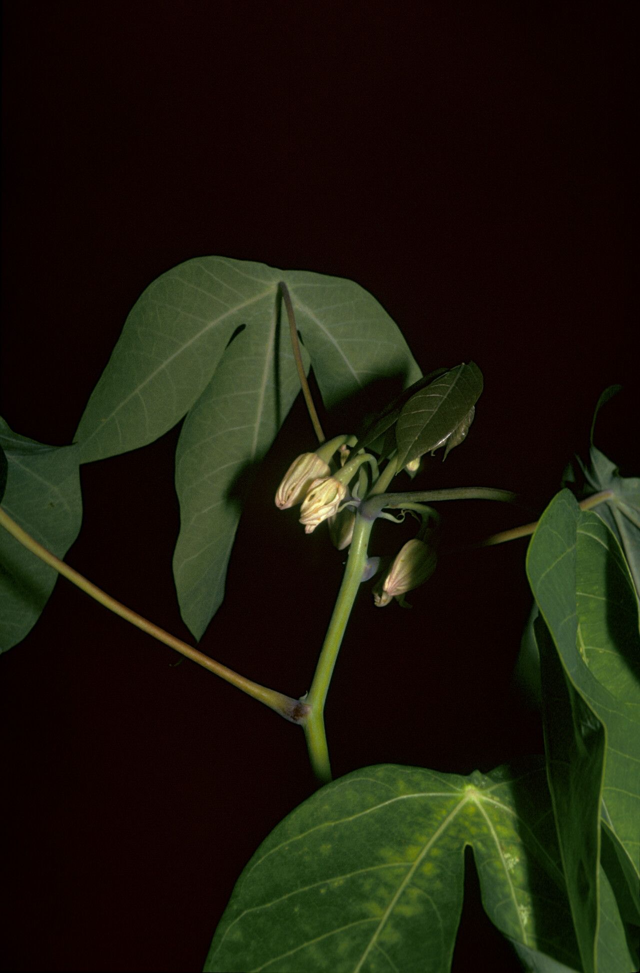 Manihot carthagenensis flower