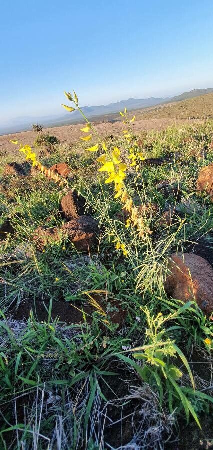 Crotalaria brevidens flower
