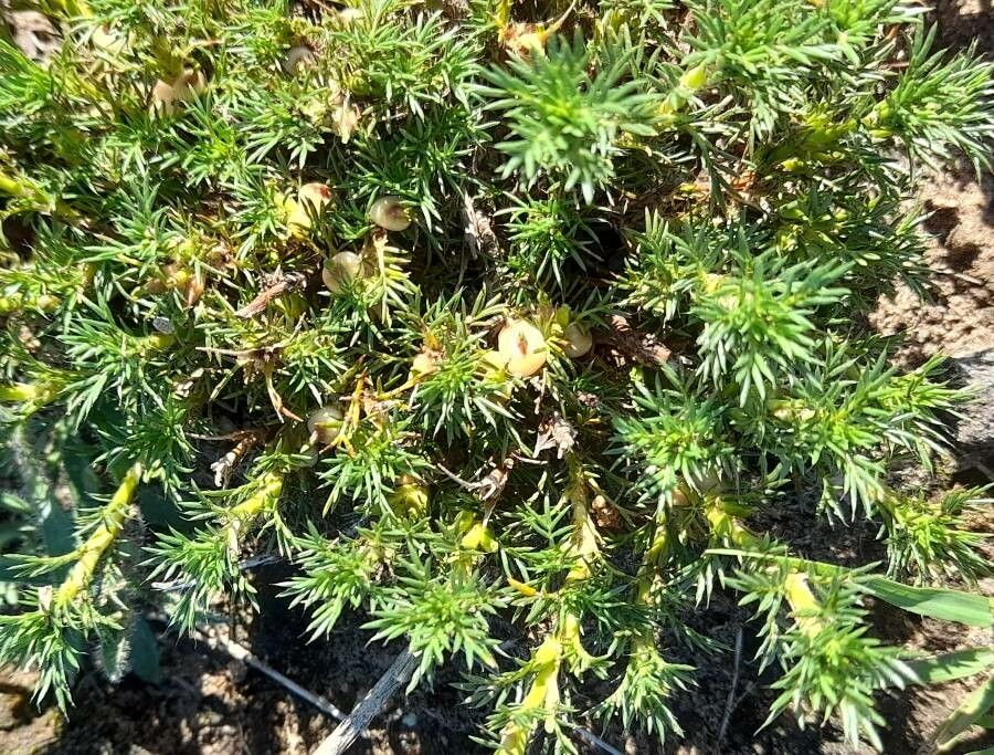 Margyricarpus pinnatus habit