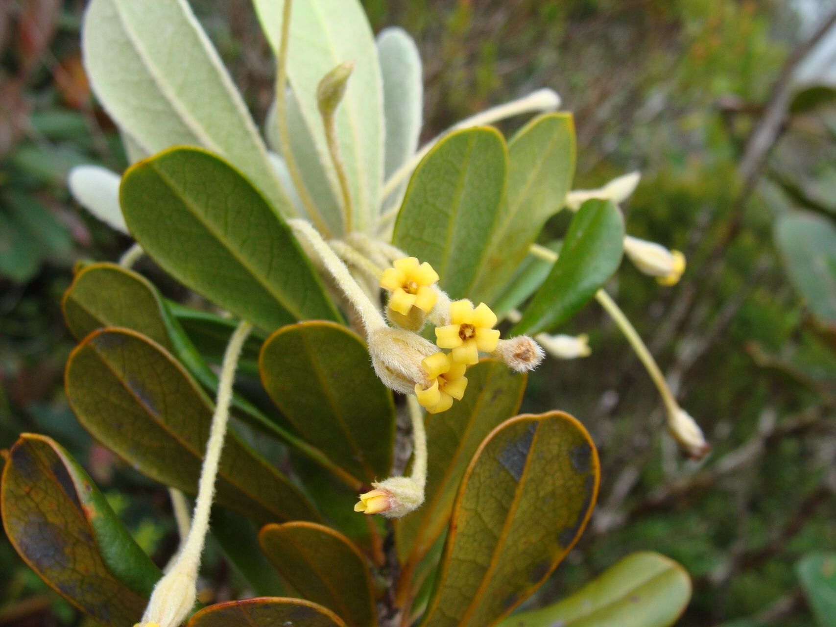 Pittosporum lanipetalum — search result for 'Pittosporum'