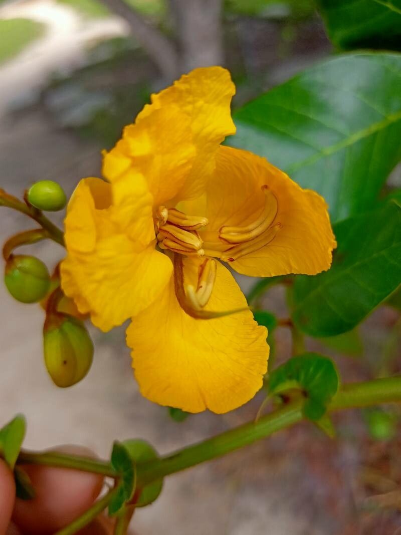 Senna appendiculata flower