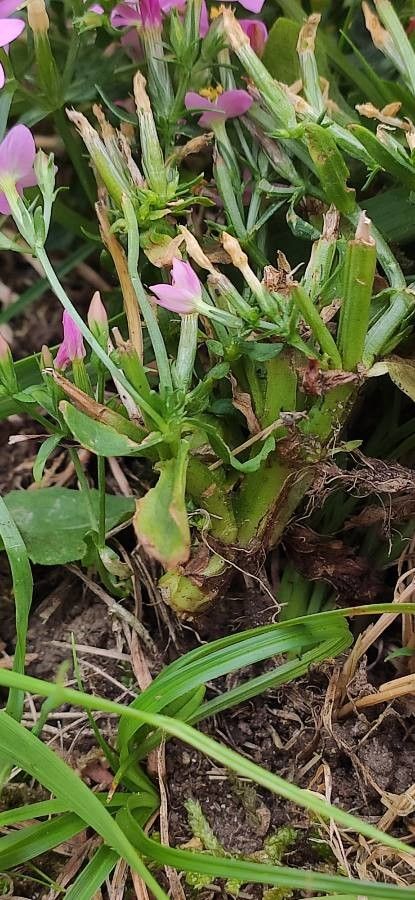 Centaurium littorale bark