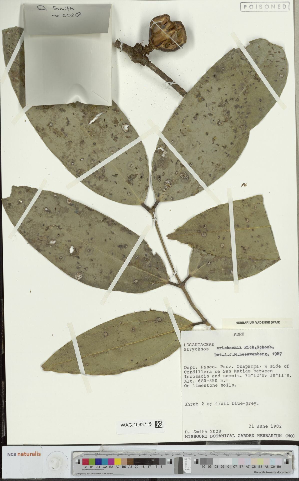 Strychnos erichsonii leaf