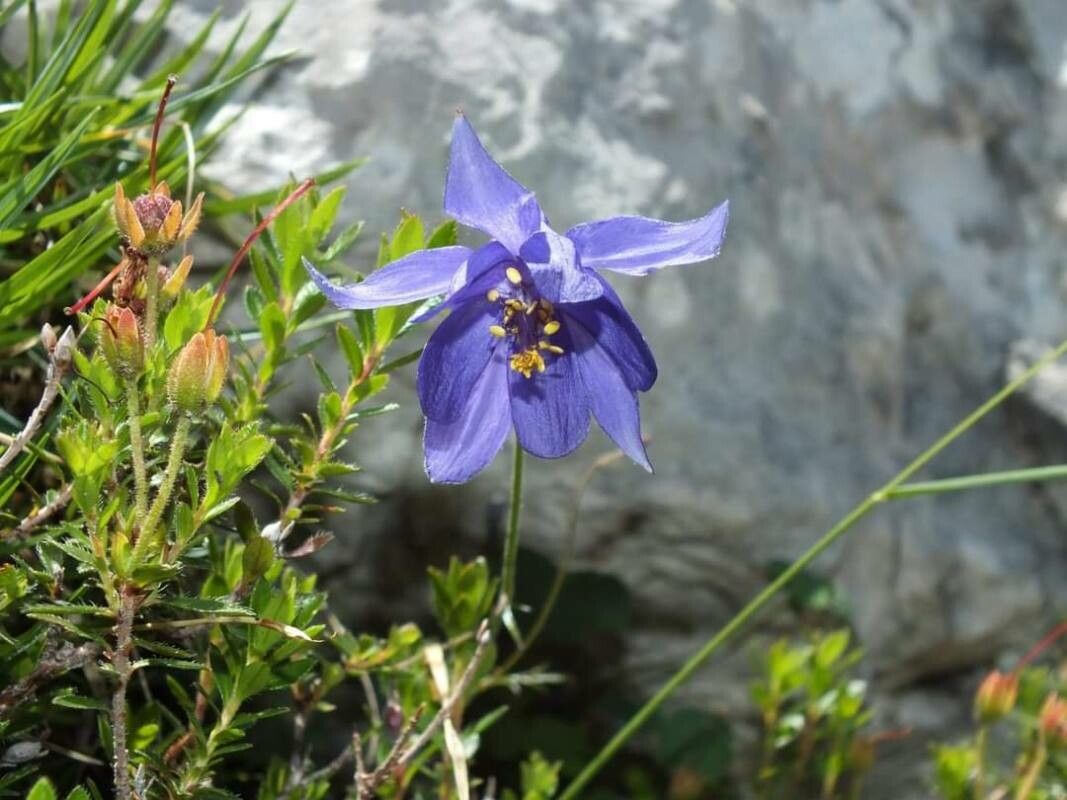 Aquilegia einseleana flower