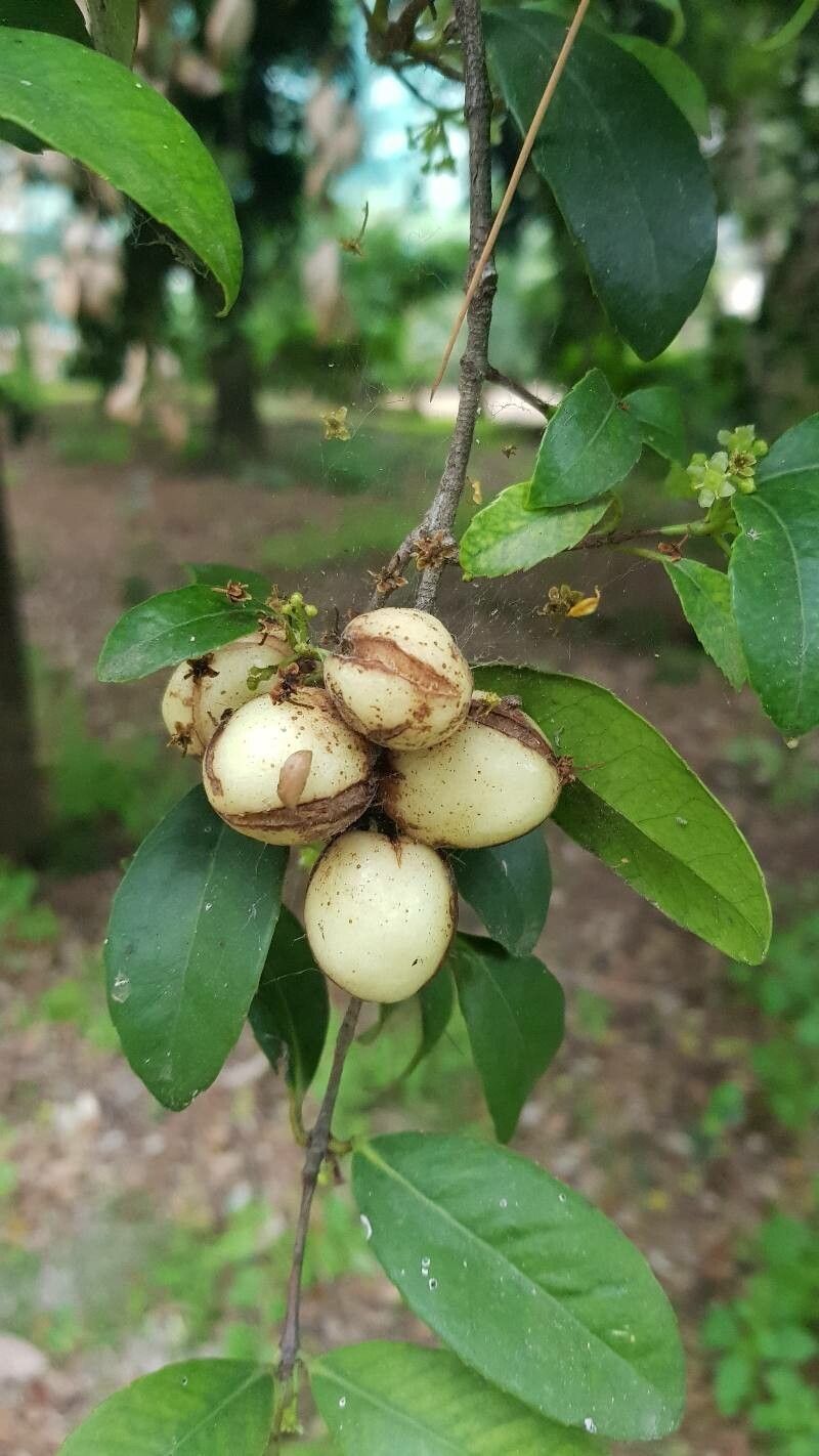 Elaeodendron croceum fruit
