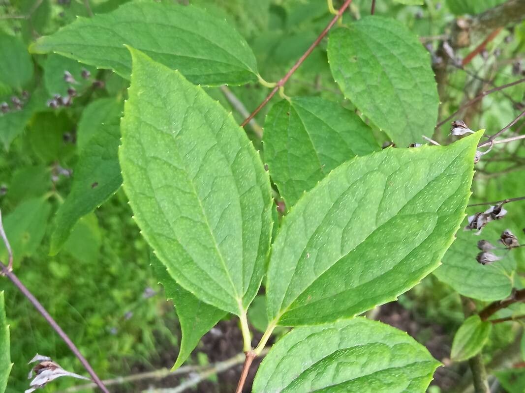 Philadelphus zhejiangensis — houseplant care guide