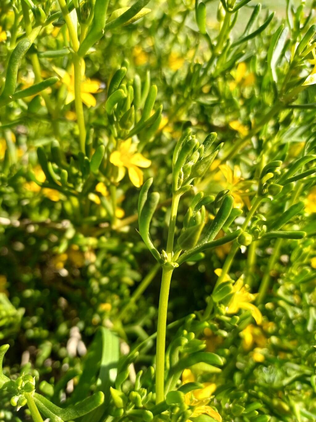 Roepera aurantiaca leaf