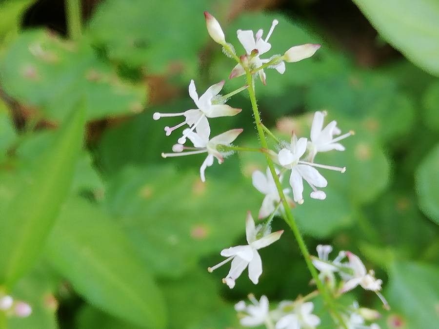 Circaea alpina flower