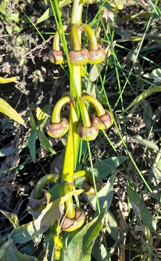 Sagittaria montevidensis fruit