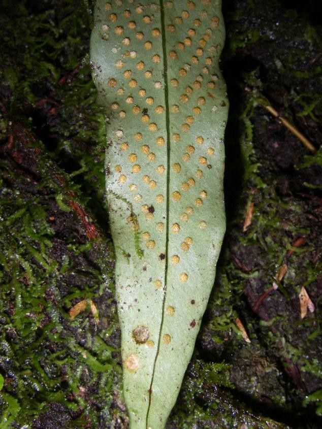 Campyloneurum aphanophlebium leaf