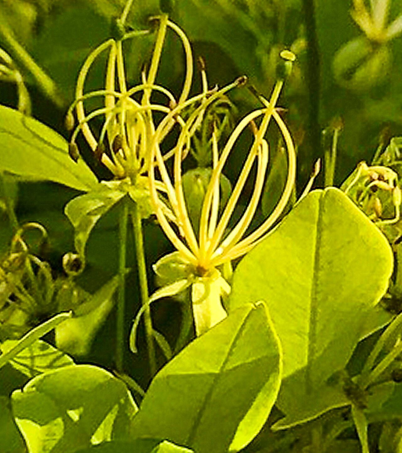 Maerua siamensis — search result for 'Maerua'