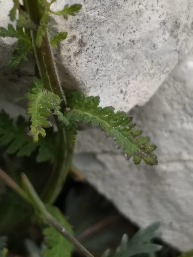 Pedicularis elongata leaf