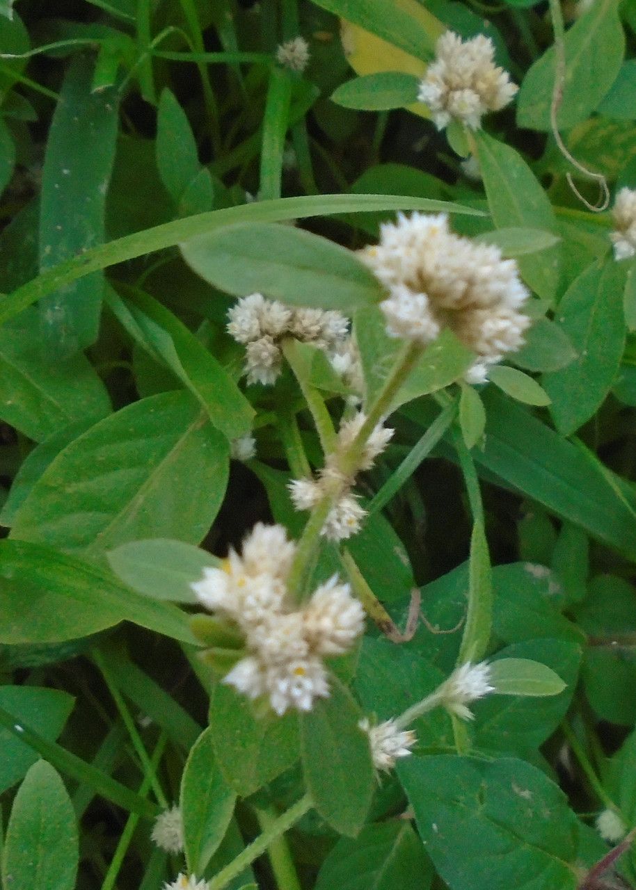 Alternanthera ficoidea fruit