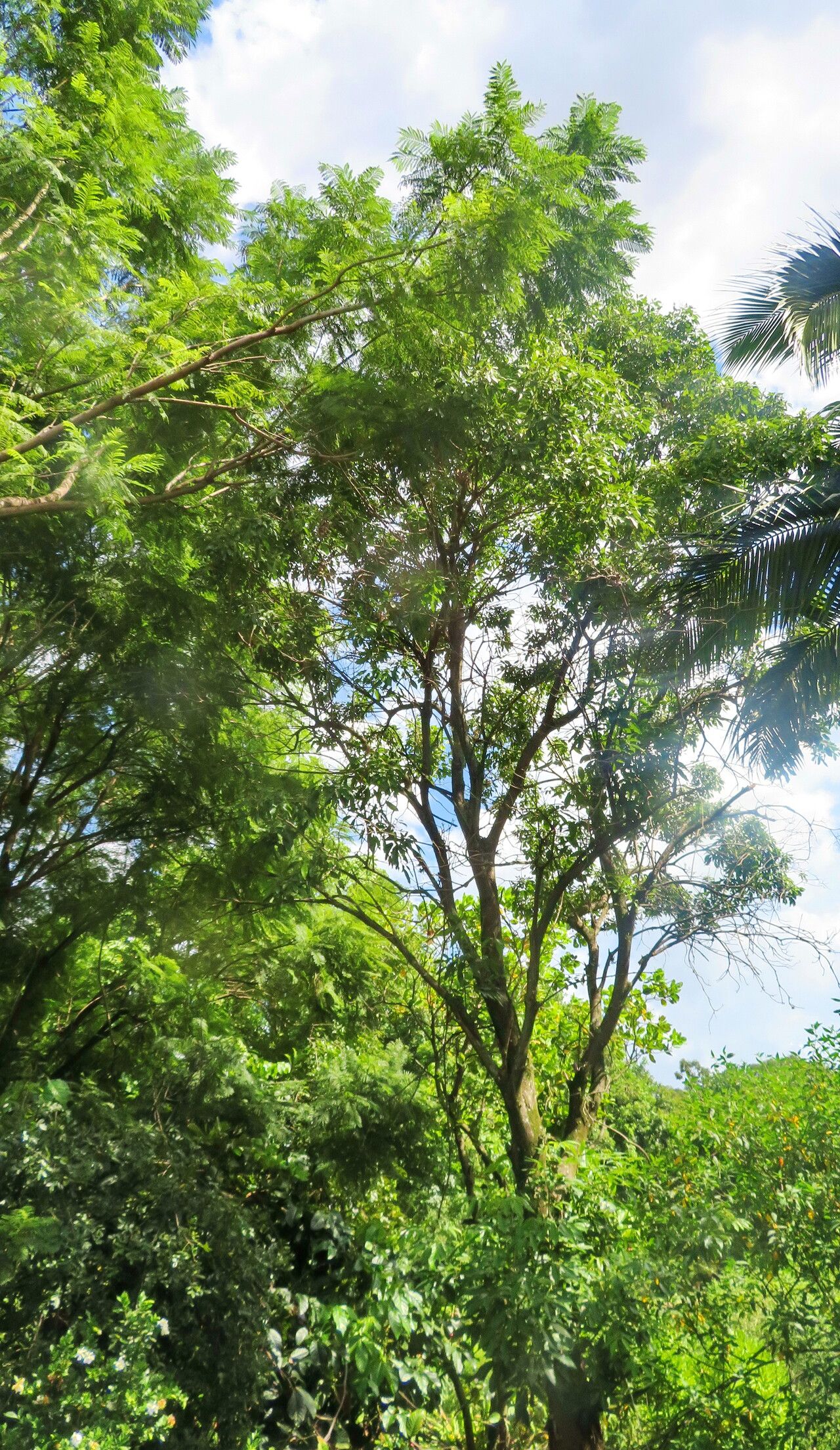 Tabebuia angustata habit