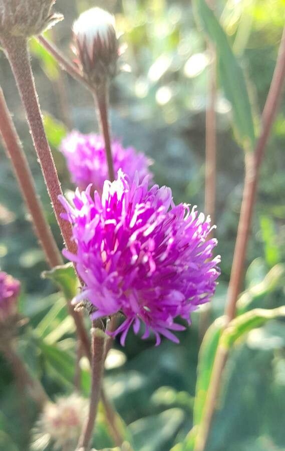 Vernonia echioides — search result for 'Vernonia'