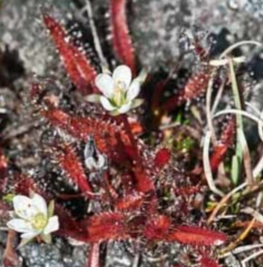 Drosera arcturi — search result for 'Drosera'