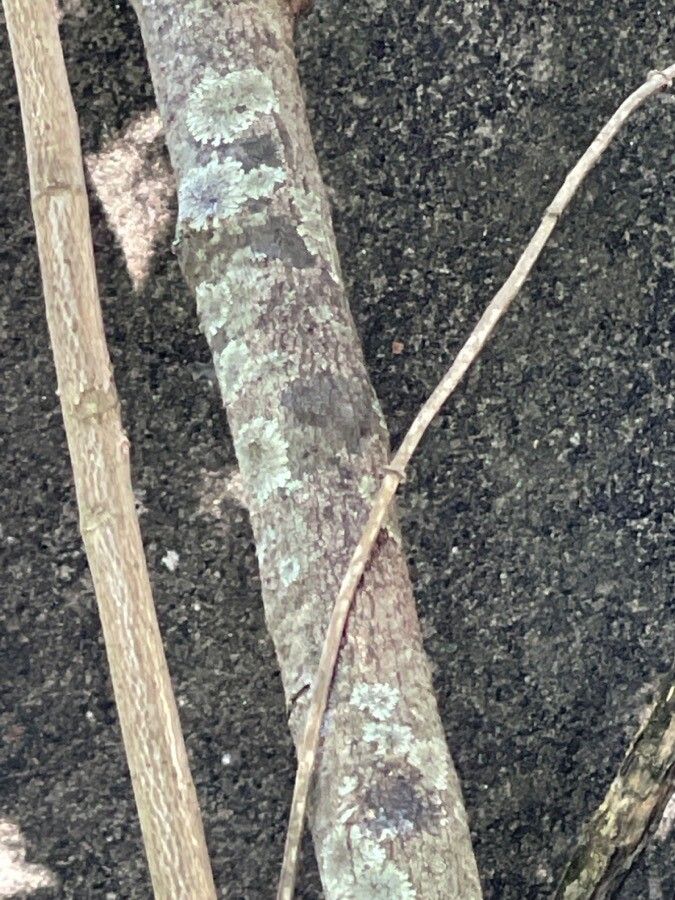 Campanula punctata bark
