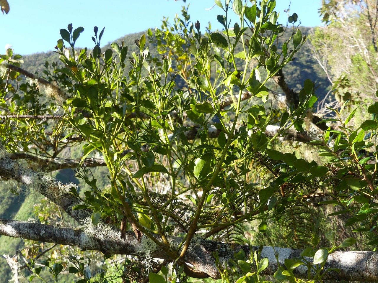 Viscum triflorum habit