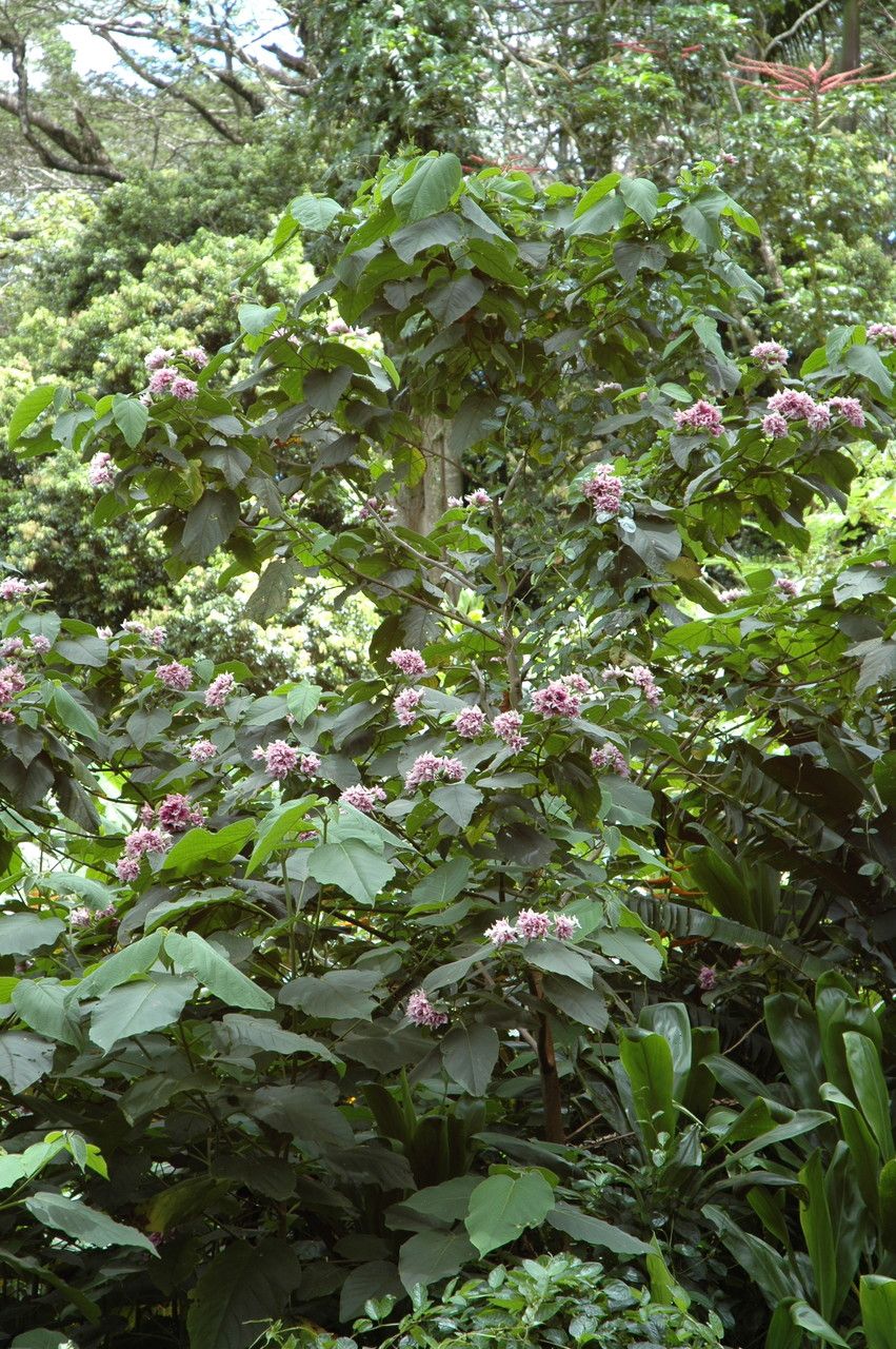Clerodendrum macrostegium habit
