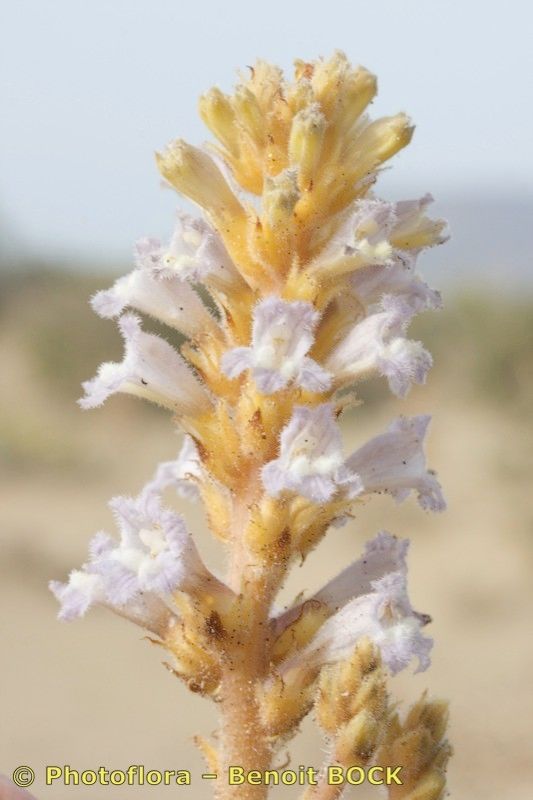 Orobanche gratiosa — houseplant care guide