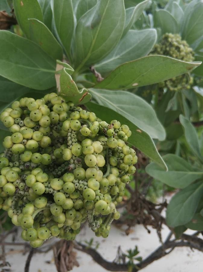 Tournefortia argentea fruit