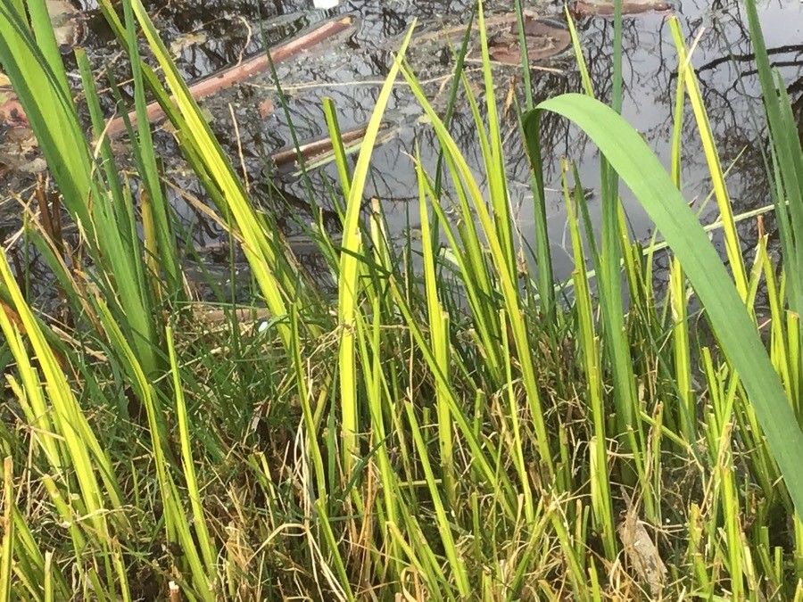 Typha domingensis leaf