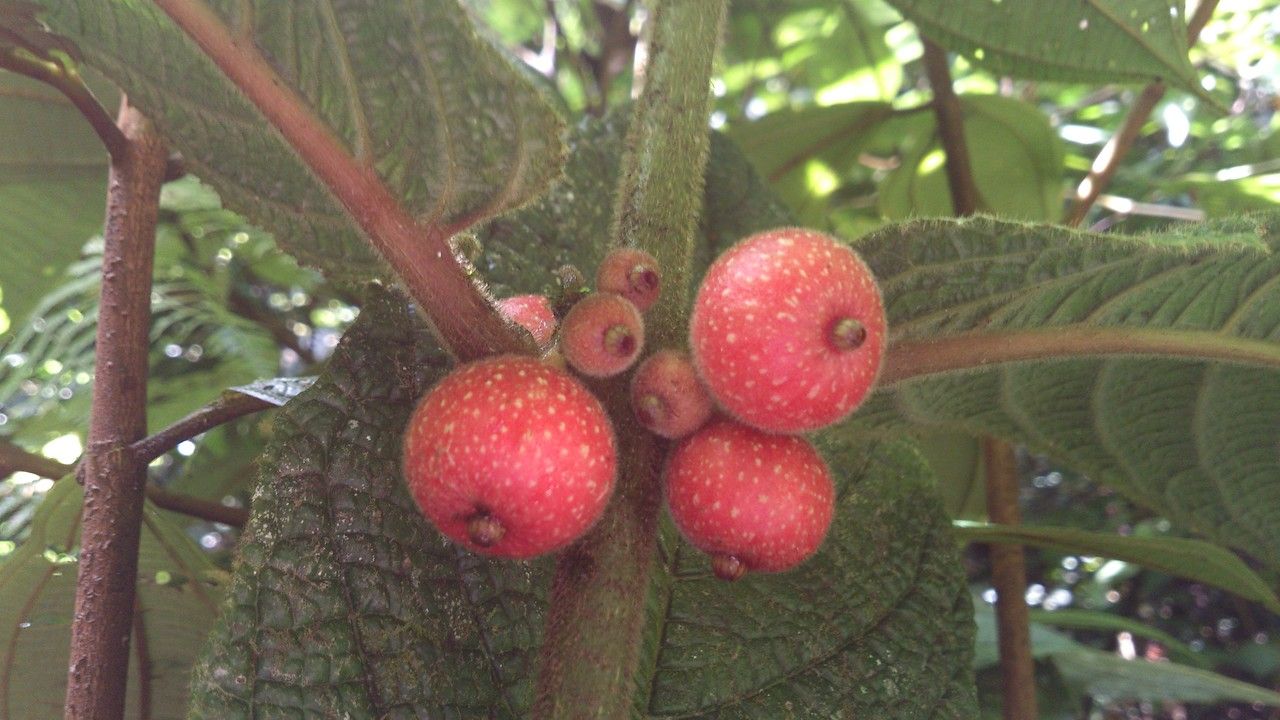 Siparuna grandiflora fruit