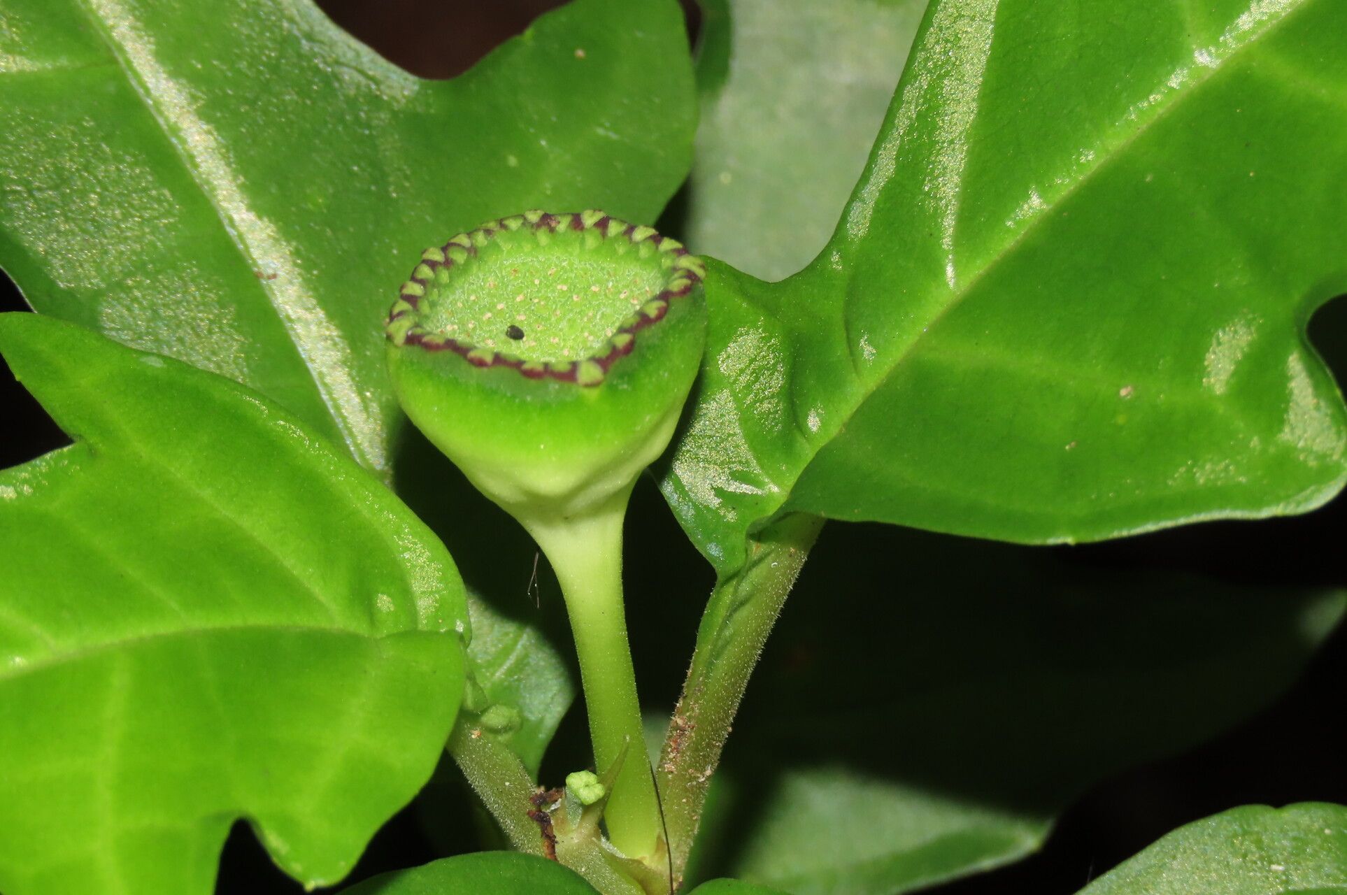 Dorstenia choconiana flower