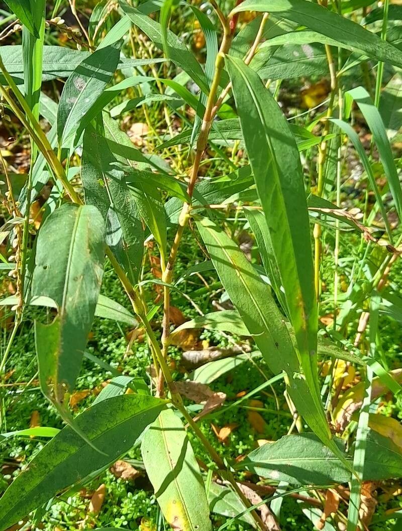 Persicaria punctata — search result for 'Polygonaceae'
