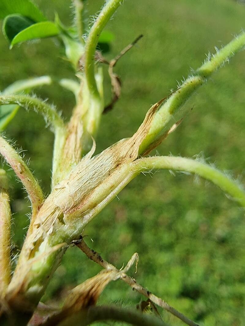 Trifolium fragiferum leaf