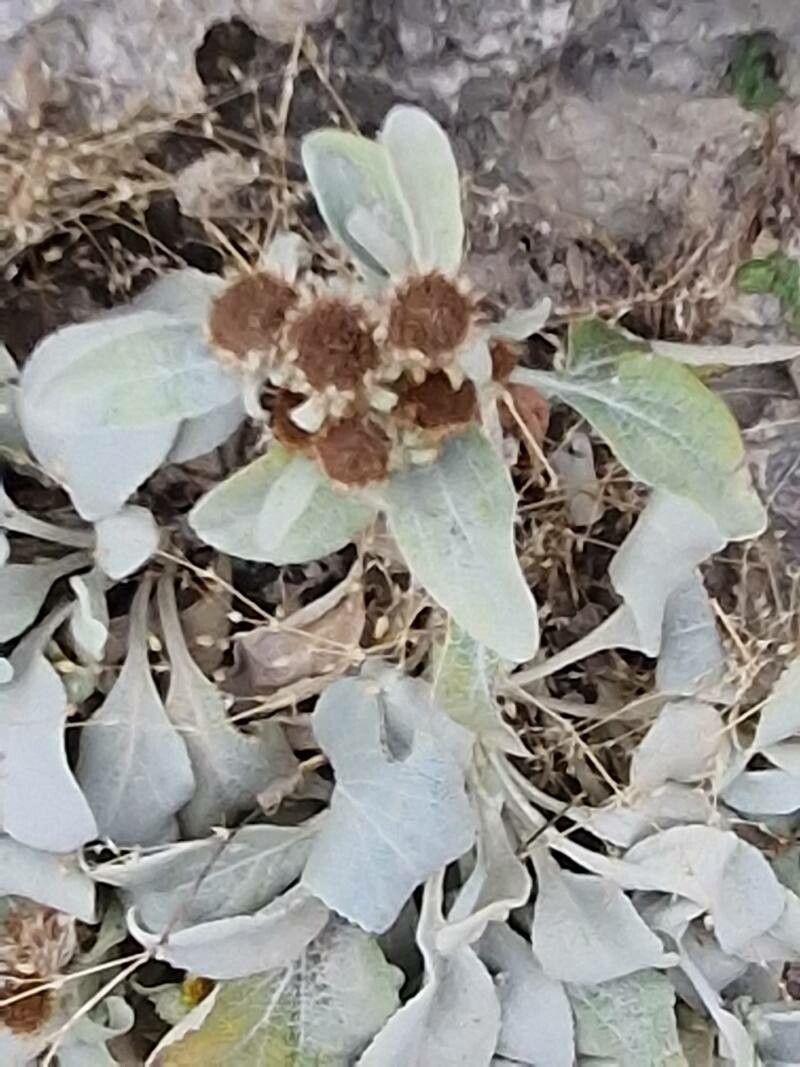 Pentanema verbascifolium fruit
