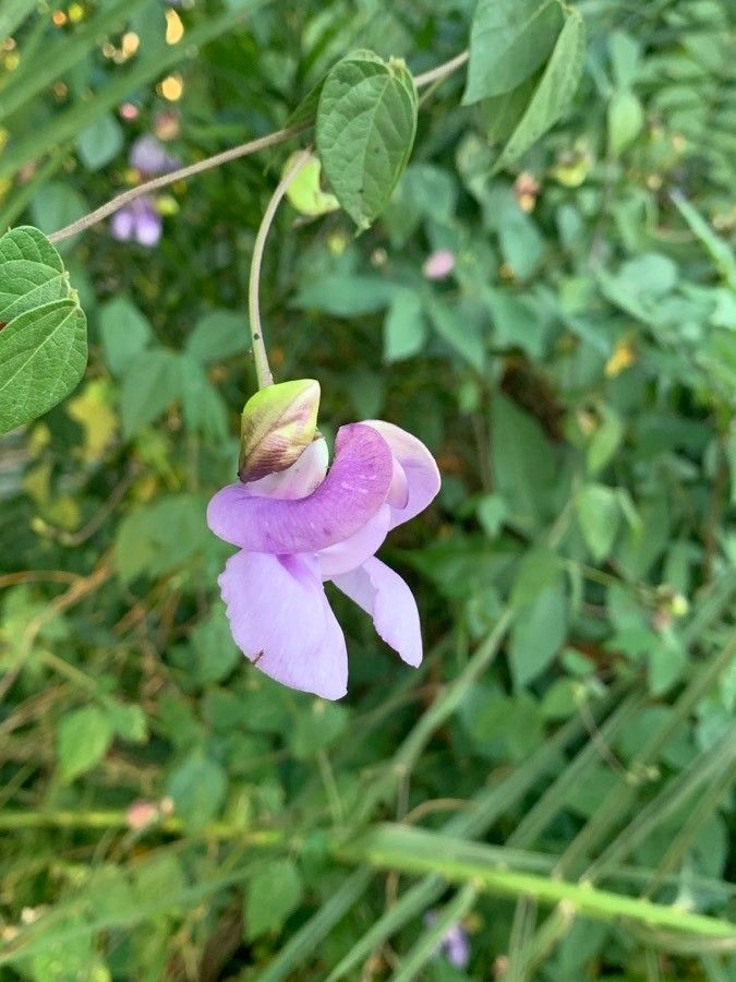 Vigna speciosa flower