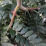 Gleditsia triacanthos