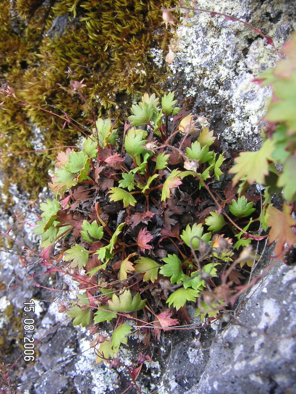 Saxifraga maderensis leaf