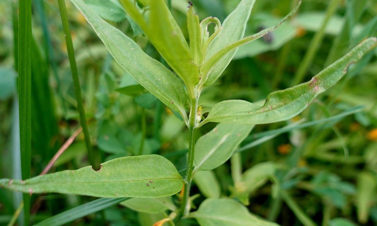 Melampyrum sylvaticum — houseplant care guide