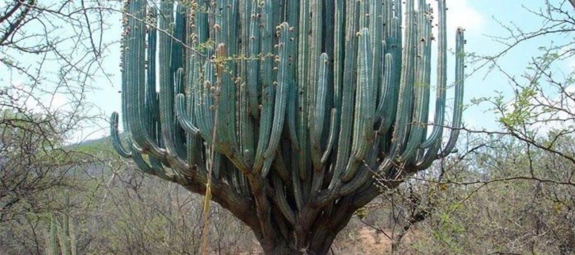 Cereus jamacaru leaf