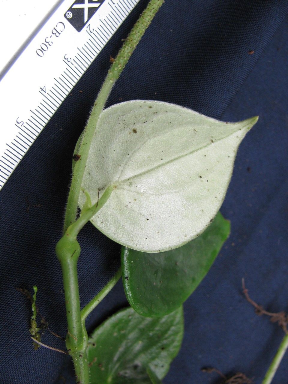 Peperomia amphitricha — houseplant care guide