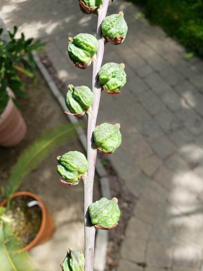 Chasmanthe aethiopica fruit