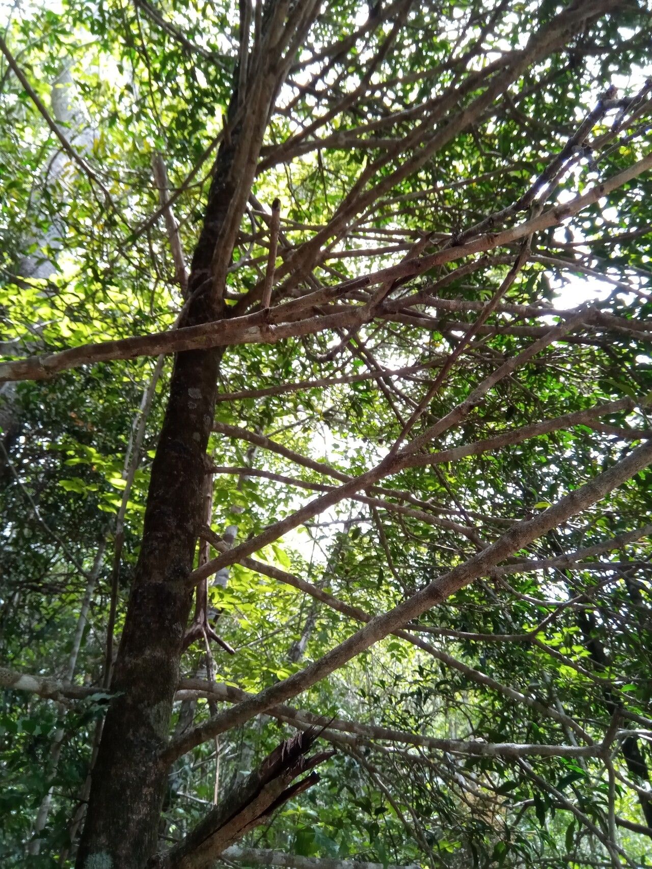 Garcinia arenicola bark