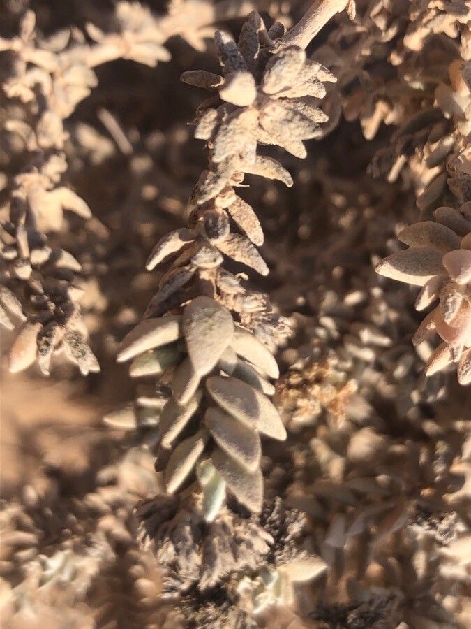 Polycarpaea nivea leaf