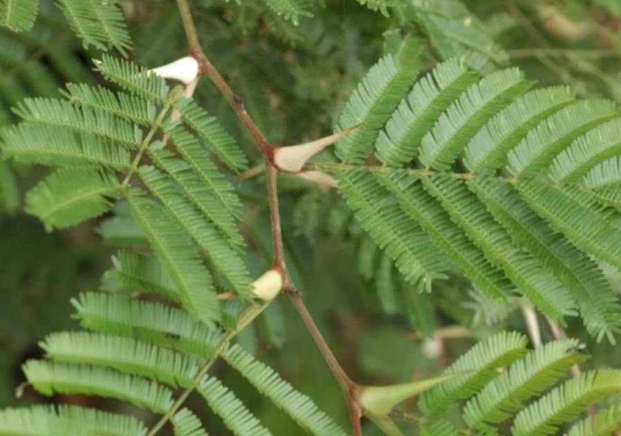 Acacia cornigera leaf