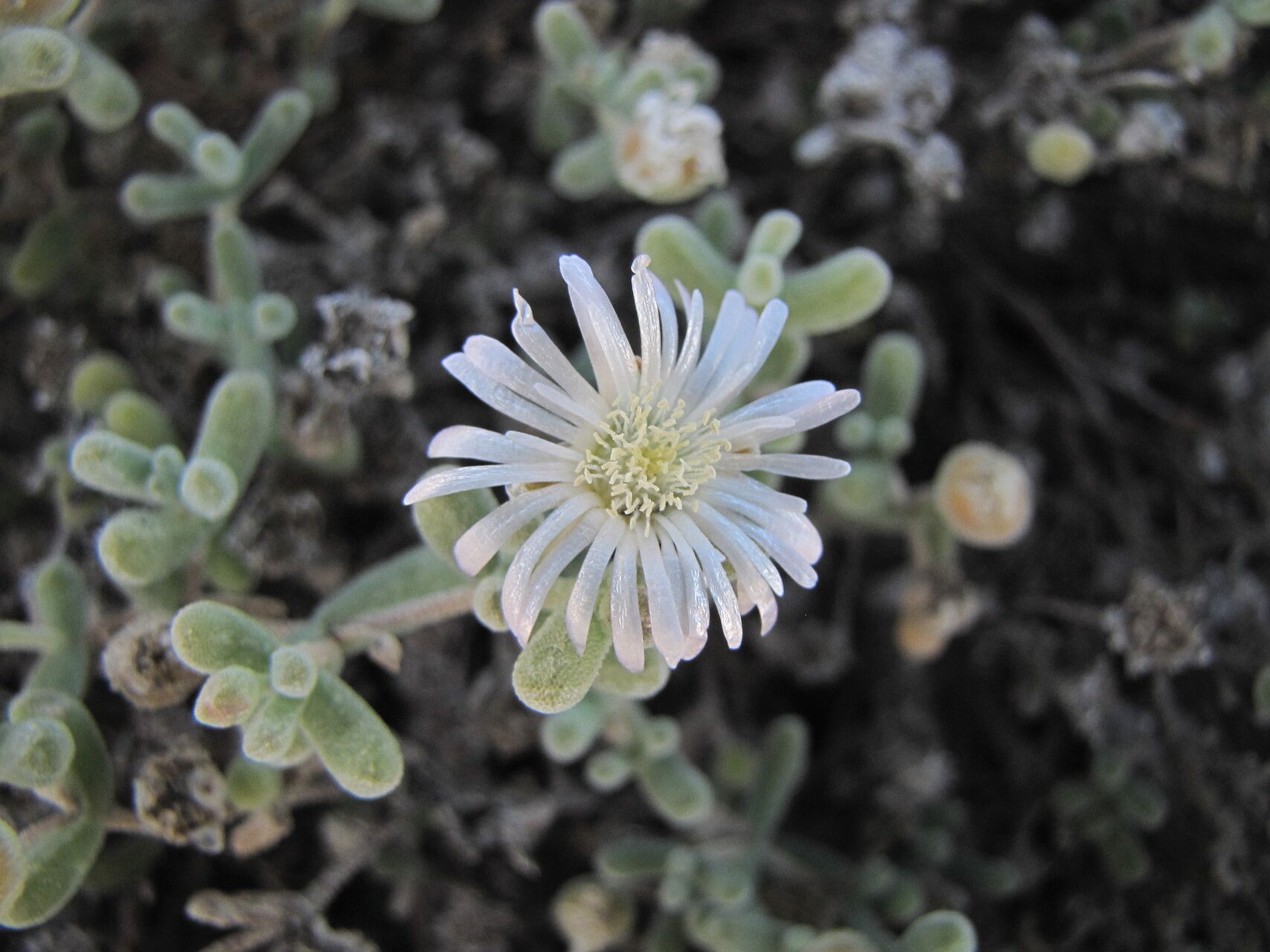 Drosanthemum luederitzii flower