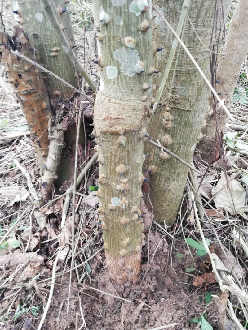 Erythrina droogmansiana bark