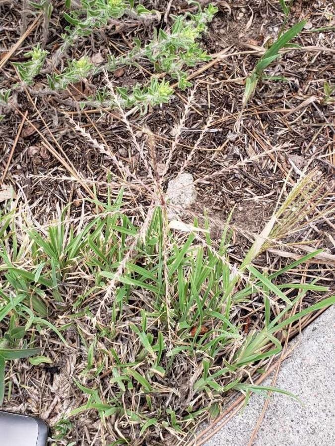 Chloris verticillata flower